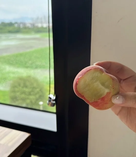 목련꽃 파이 1