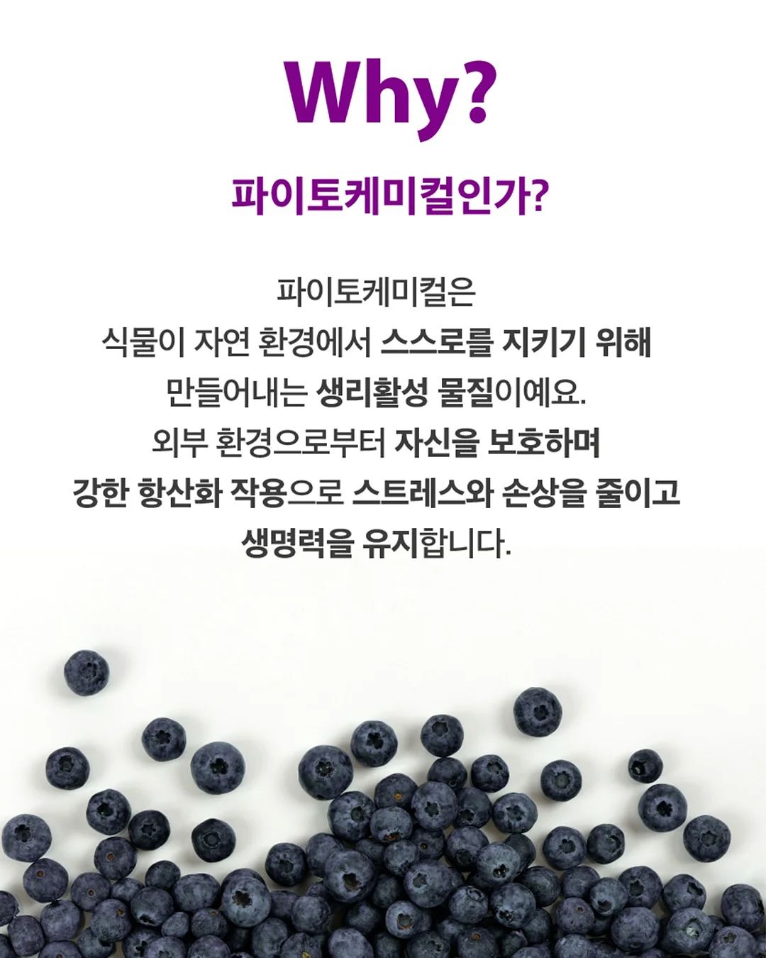 알레피아 블랙솝+케사 장갑 세트 7