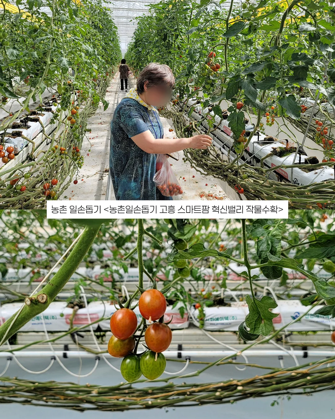 코코랜드 세계 명작 8