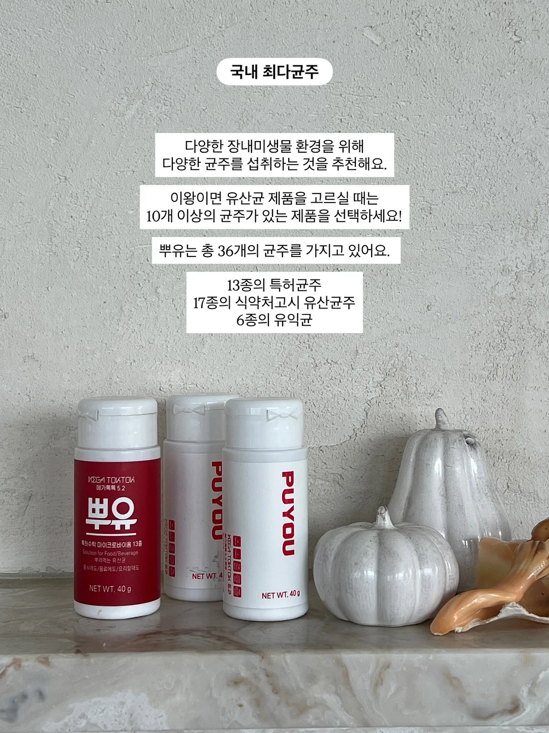 카네이션 화분포트 5