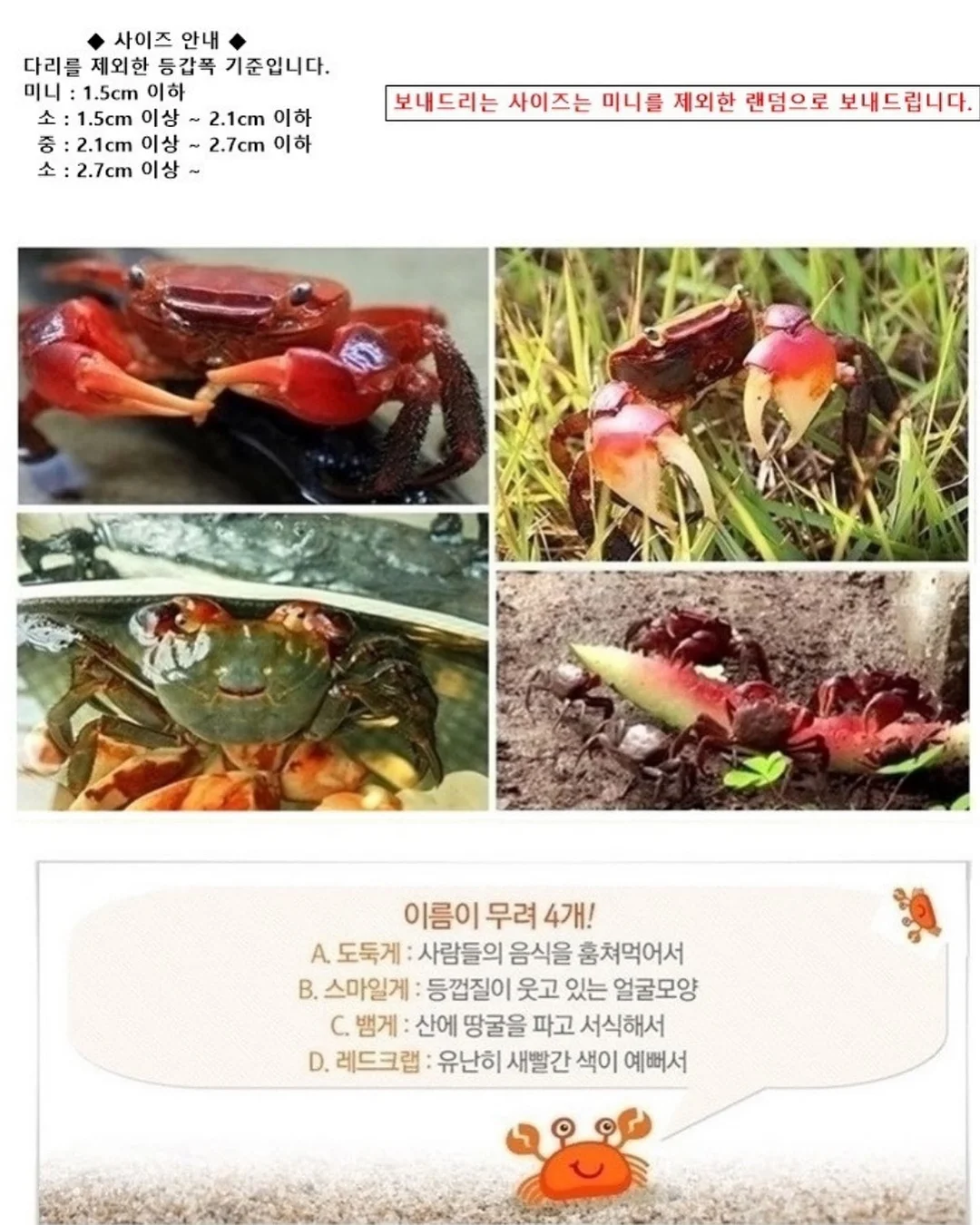 백조호접과 시그니처 장미 꽃다발 16