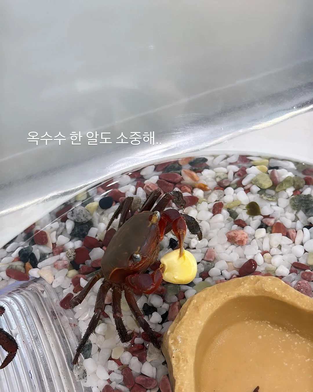 백조호접과 시그니처 장미 꽃다발 4
