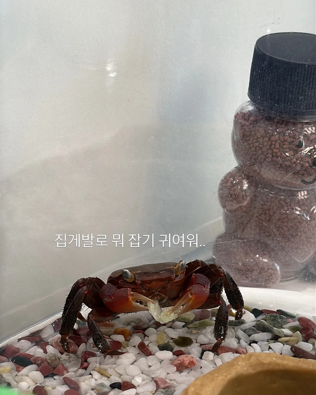 백조호접과 시그니처 장미 꽃다발 6