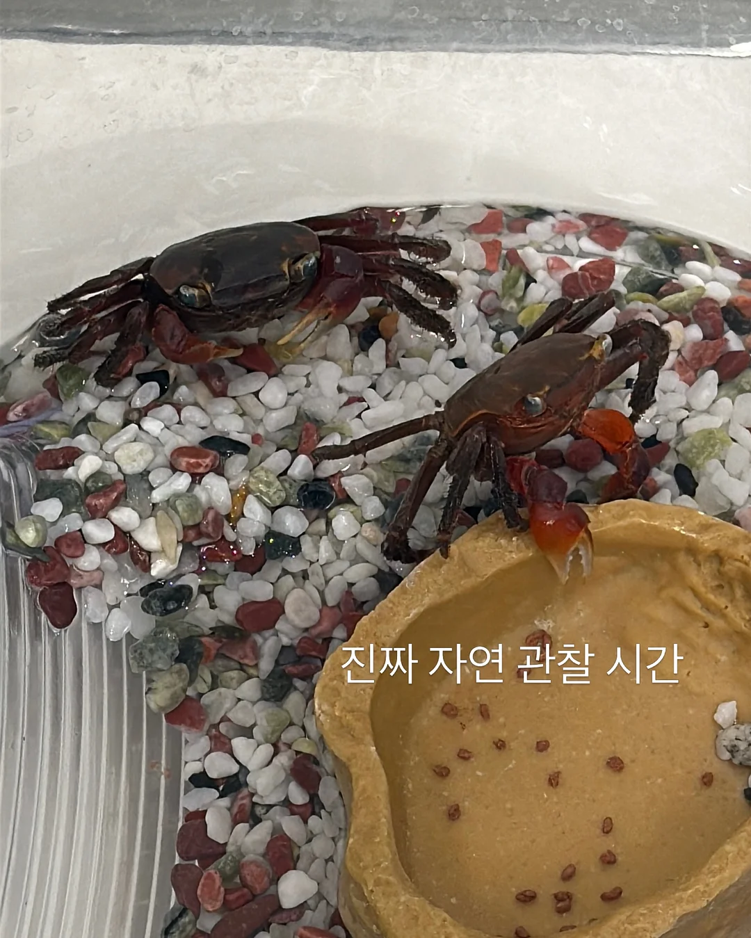 백조호접과 시그니처 장미 꽃다발 7