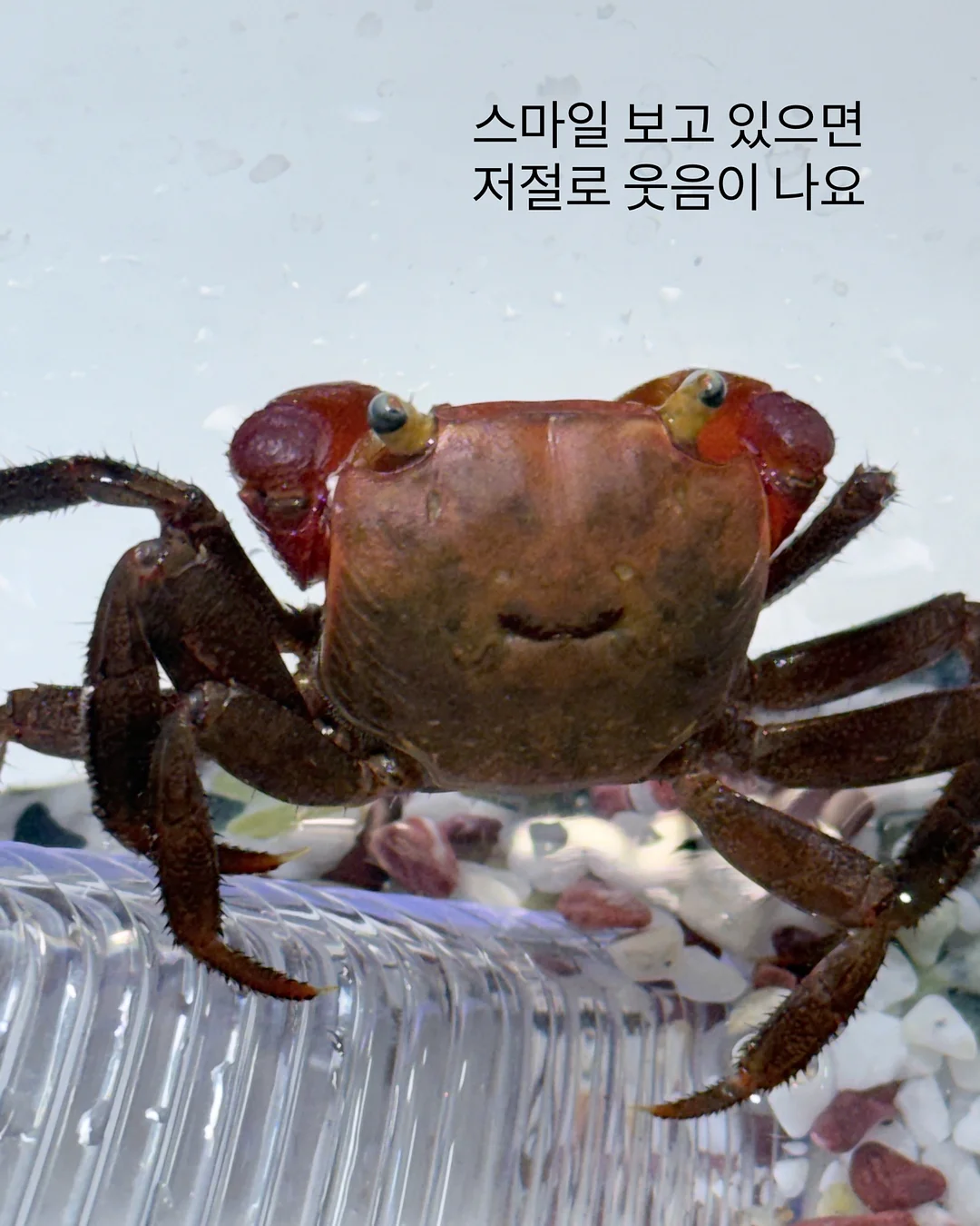 백조호접과 시그니처 장미 꽃다발 8