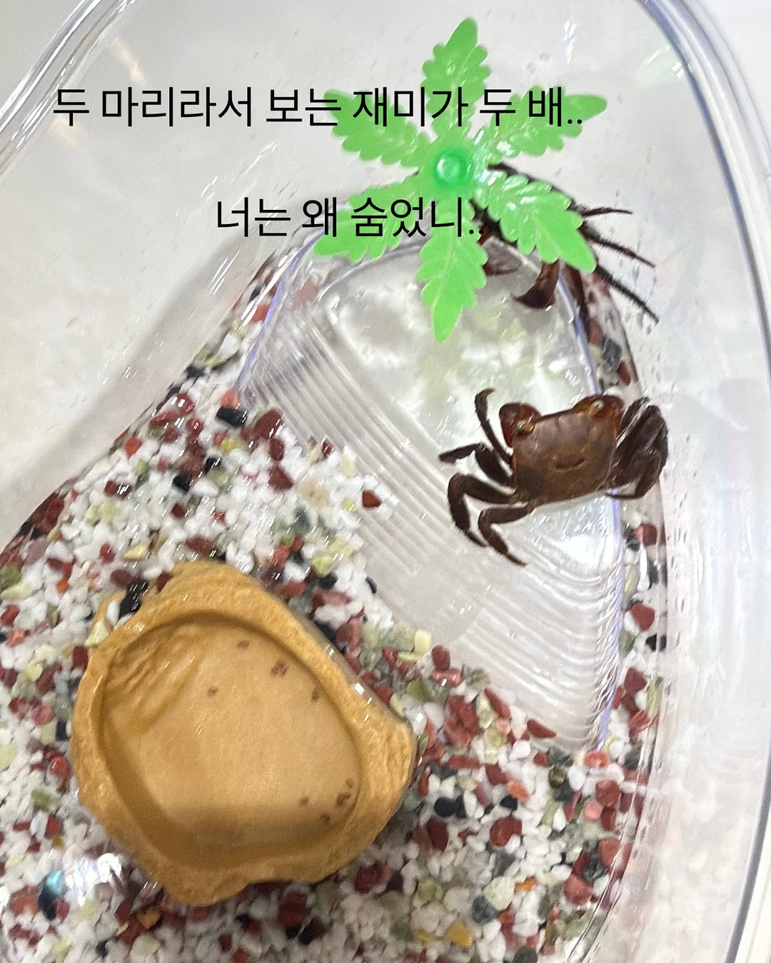백조호접과 시그니처 장미 꽃다발 10