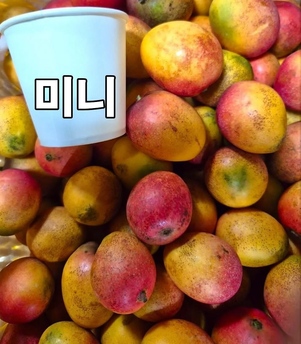 여름 필수템 1
