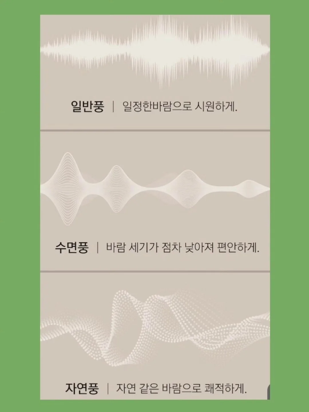 황칠나무 14