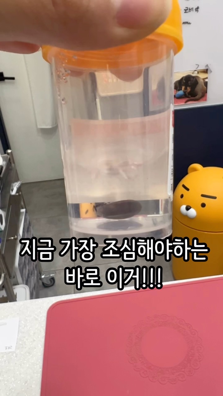 한라산 생 더덕무침 1kg