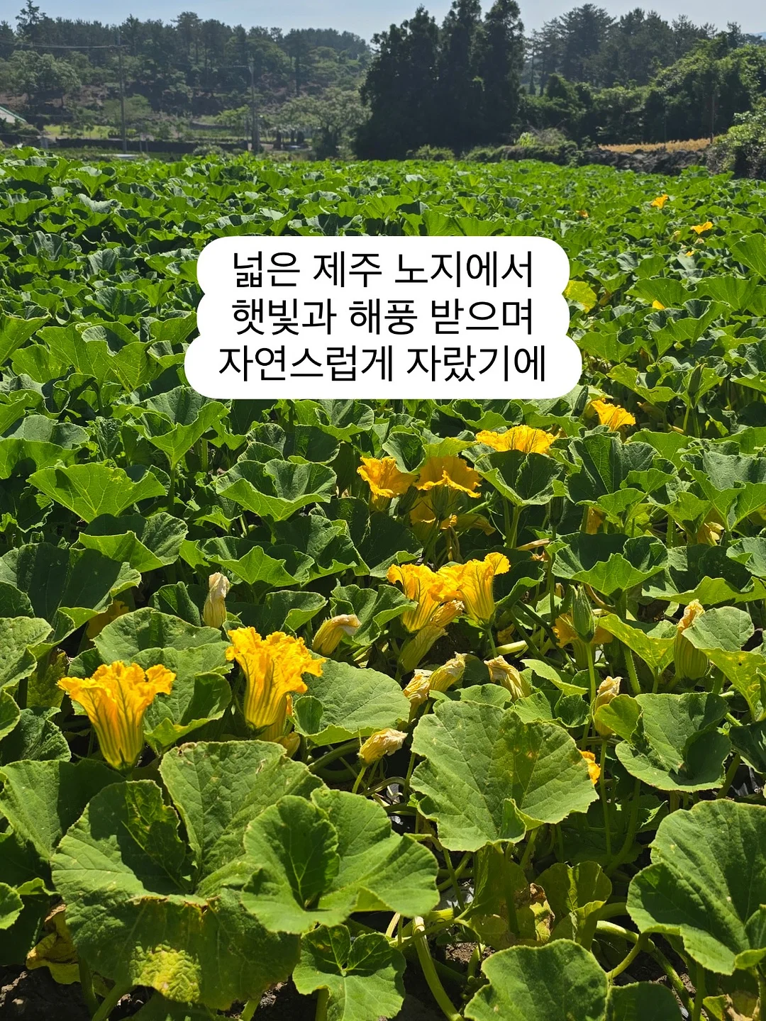 딱복 복숭아 7
