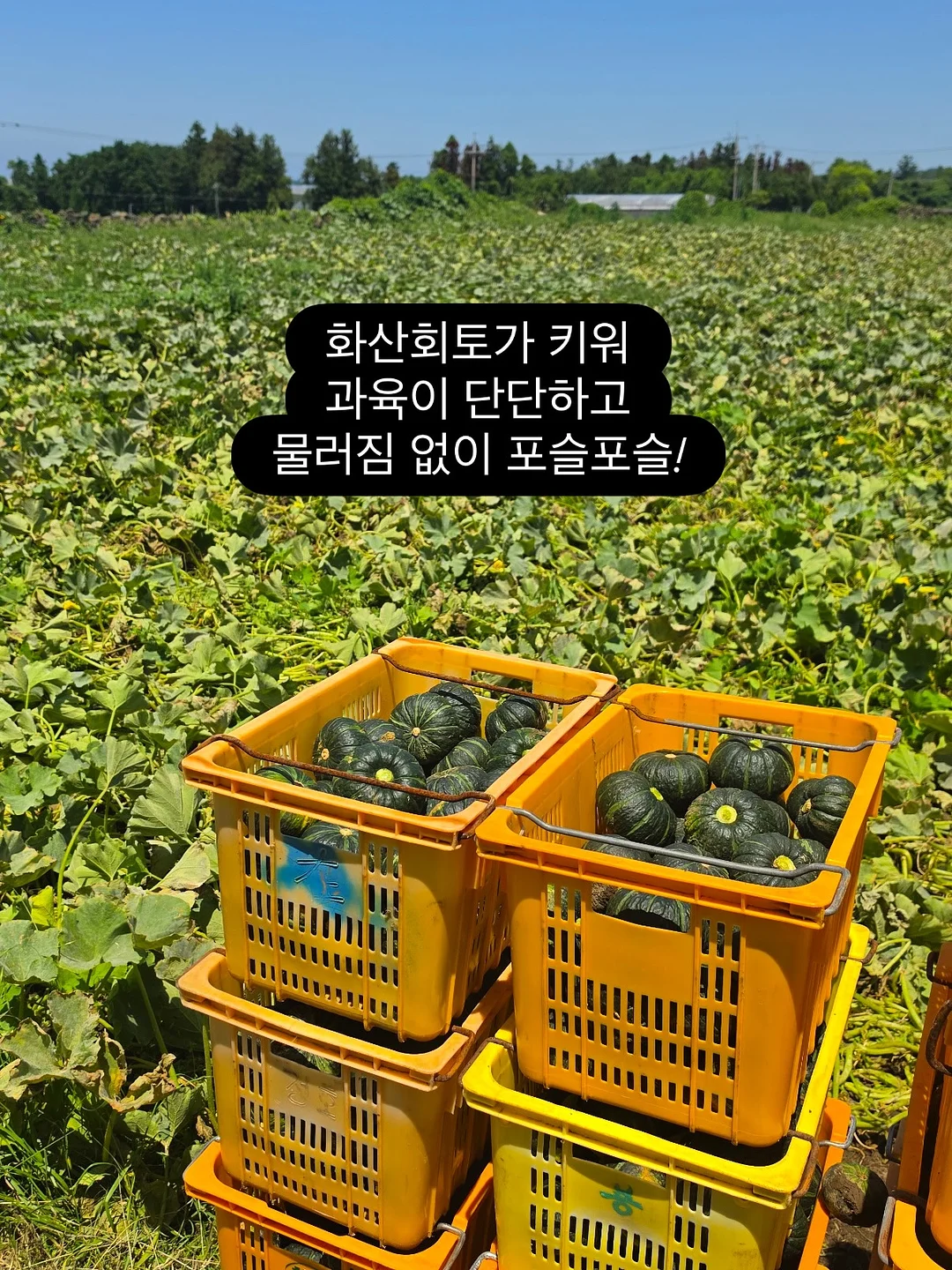 딱복 복숭아 9