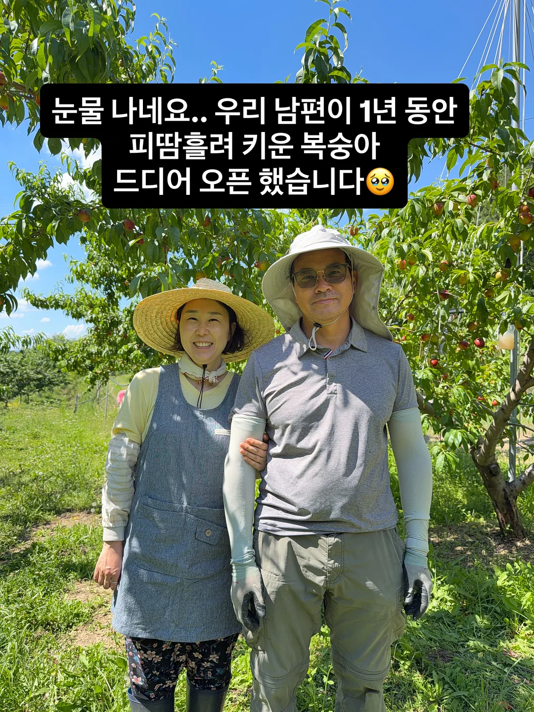 꿀고구마 1