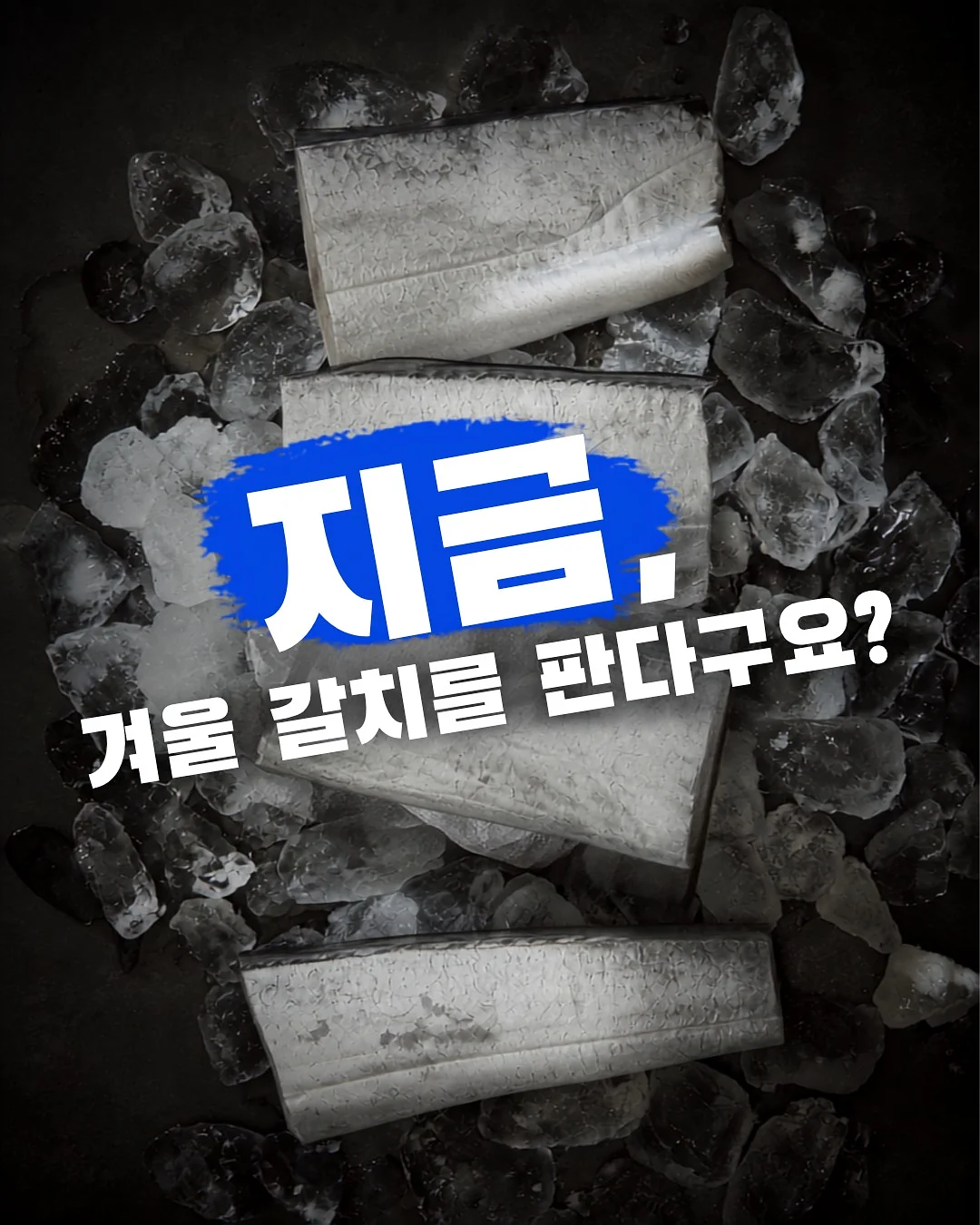 화이트튤립 1