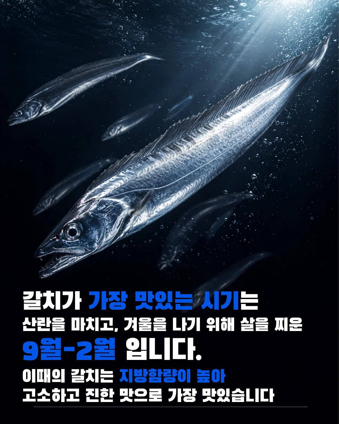 화이트튤립 3