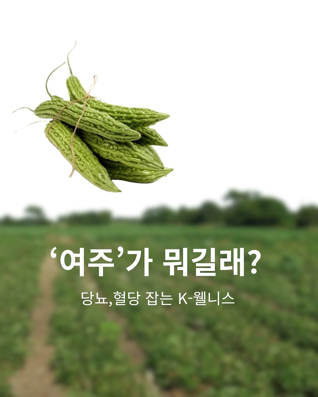 레드 체크 레이스 1