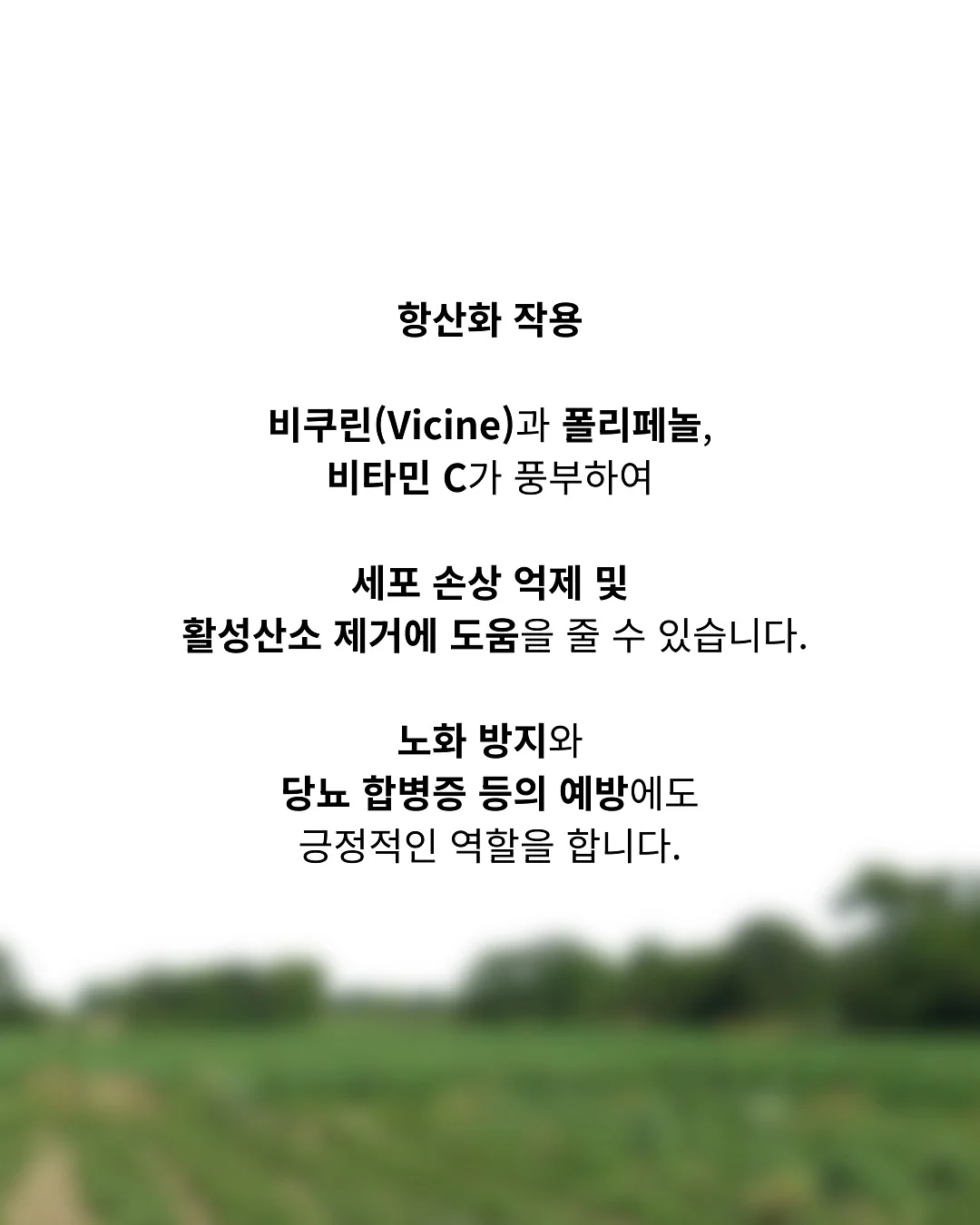 레드 체크 레이스 4