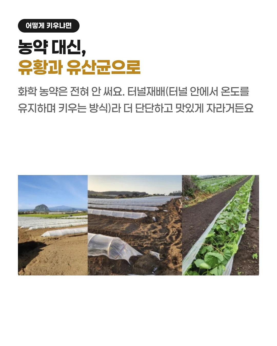 밤의 옷장 루베르 의상실 2: 쌍둥이 운동화 6