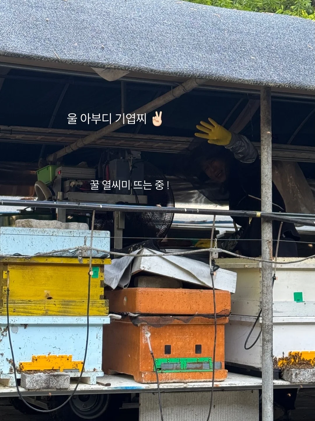 베베추피 전집 13