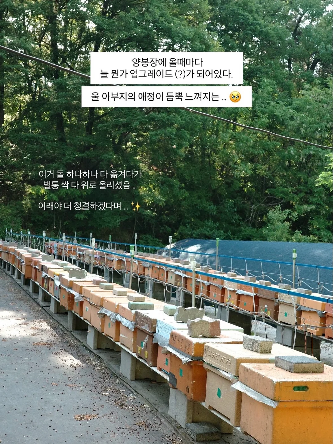 베베추피 전집 14