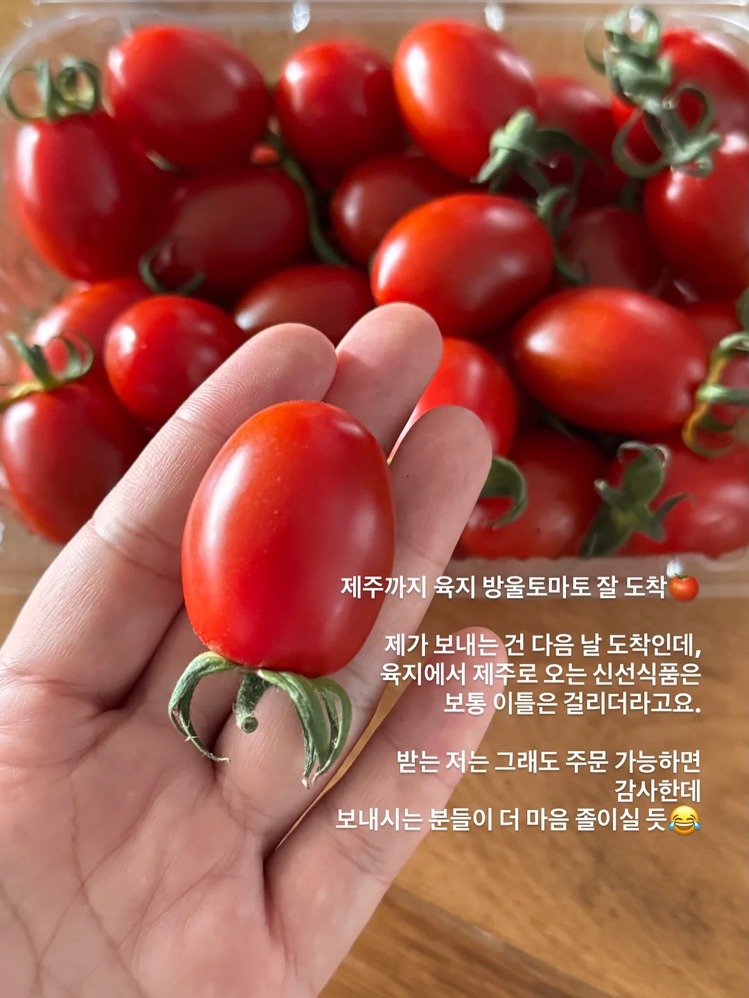 프랑스 쉐브르 티 풀세트 16
