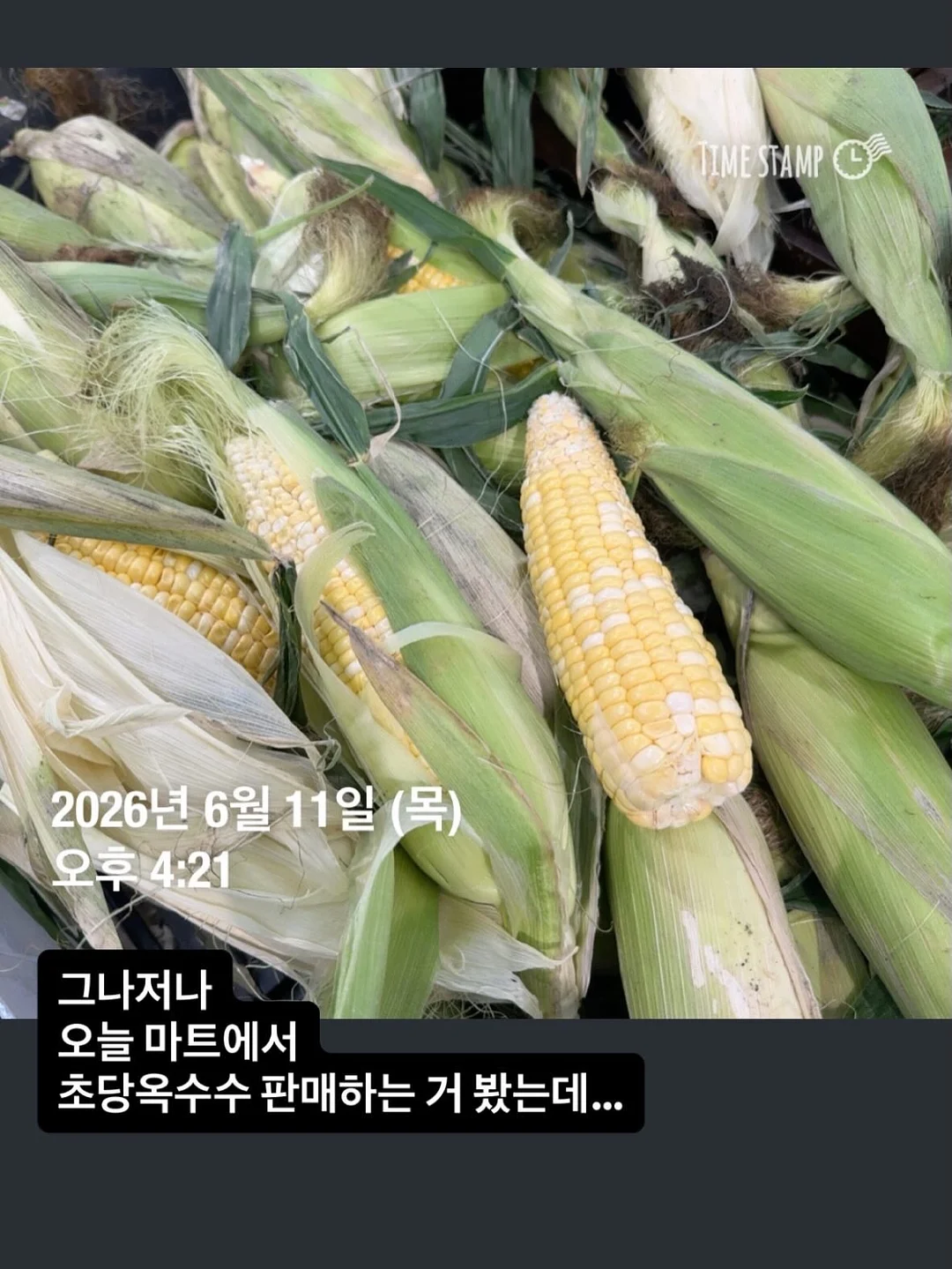 프랑스 쉐브르 티 풀세트 6