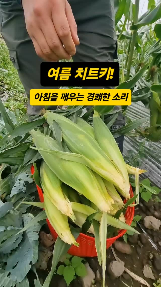 조이드백