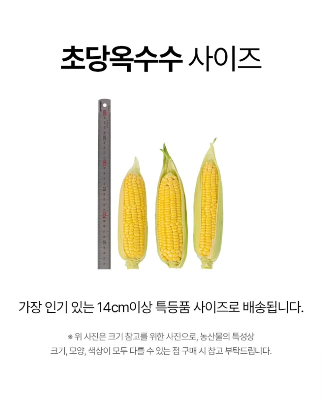 통통 카네이션 클리어 케이스 12
