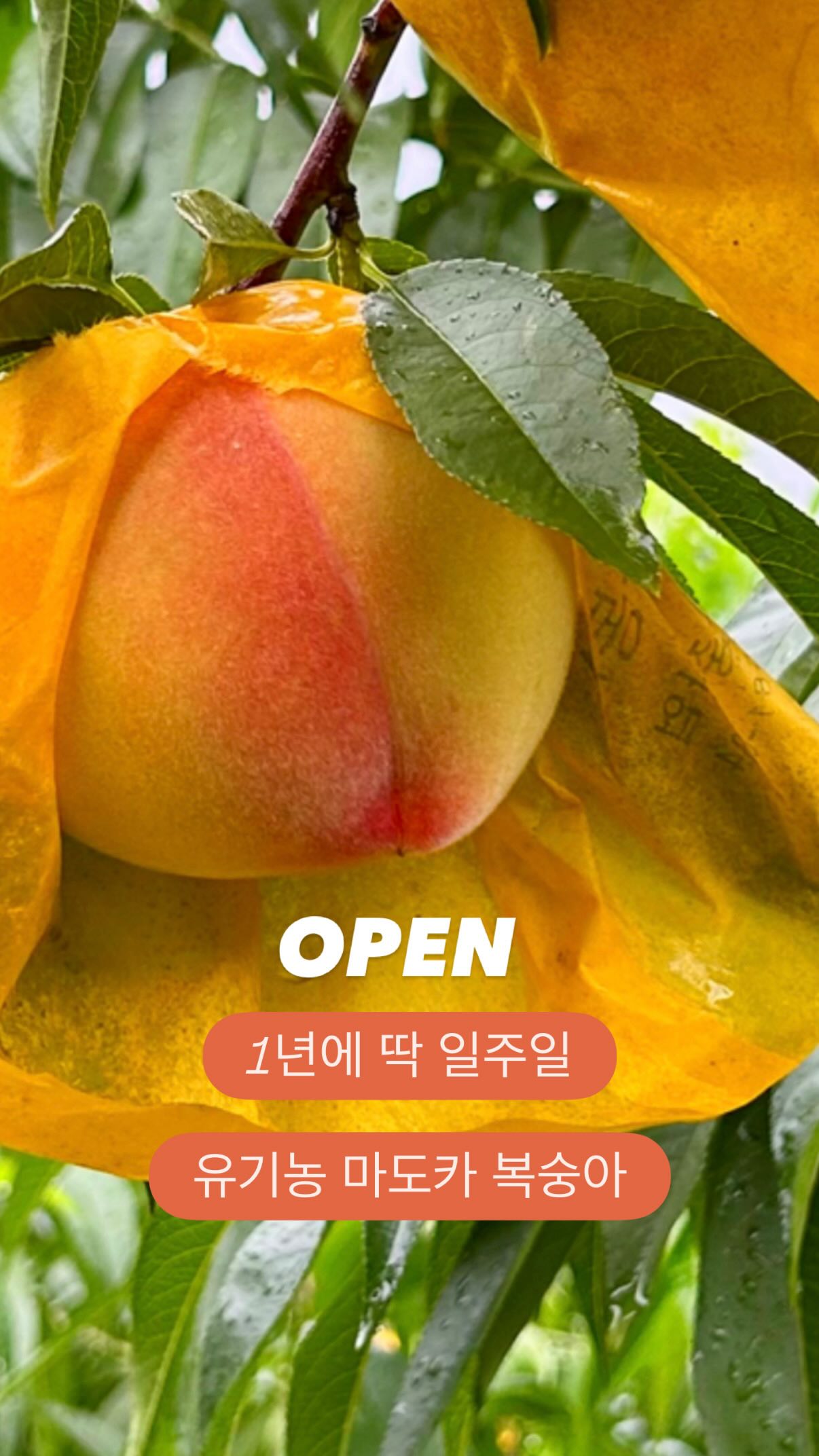 프링글스 사워크림&어니언 팝콘