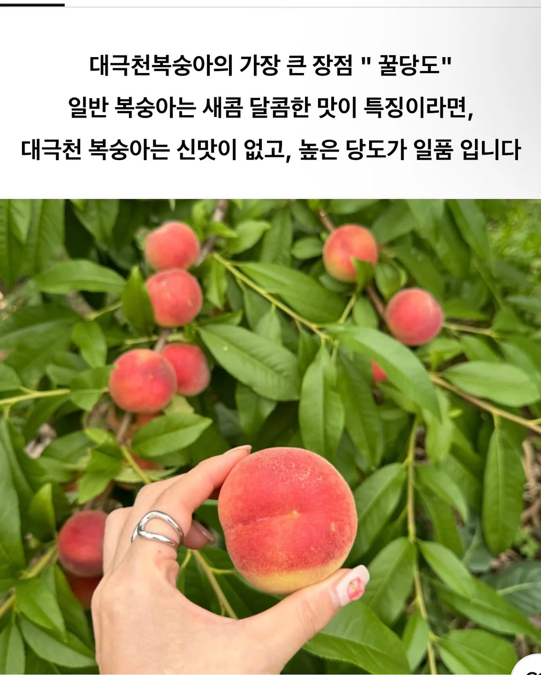 니치 향수 + 핸드크림 세트 5