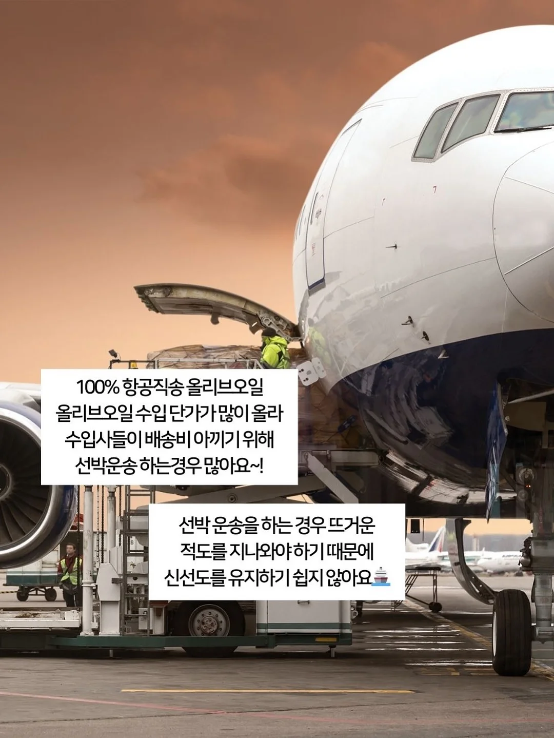 아이스비스킷 의류 11