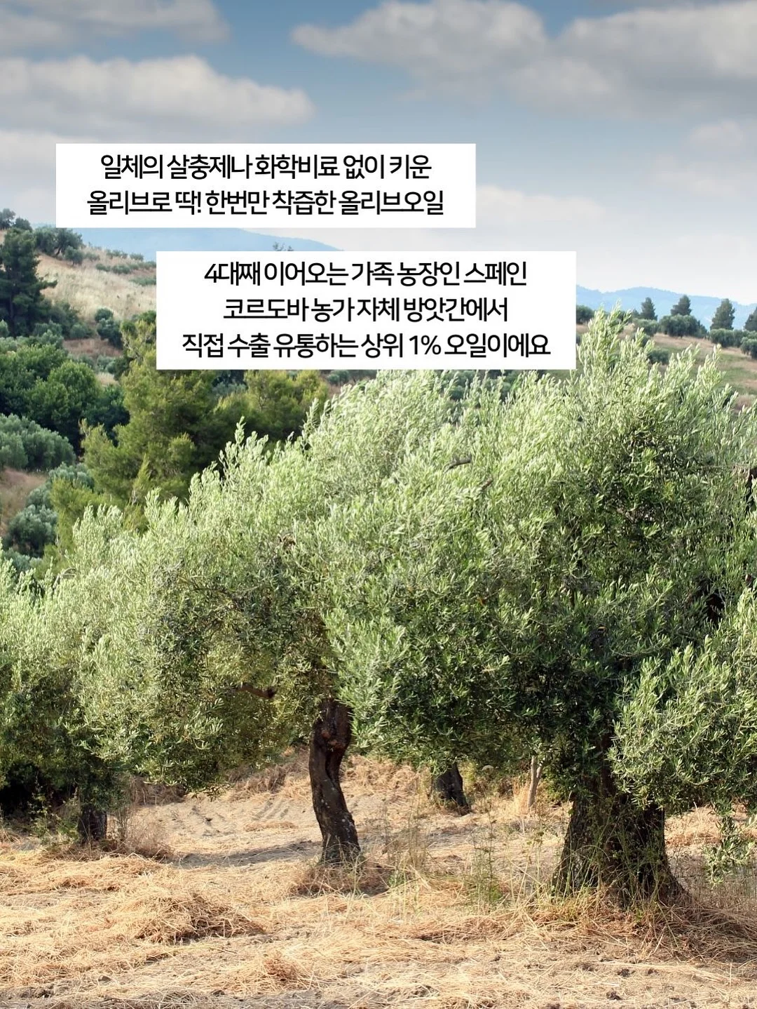 아이스비스킷 의류 6