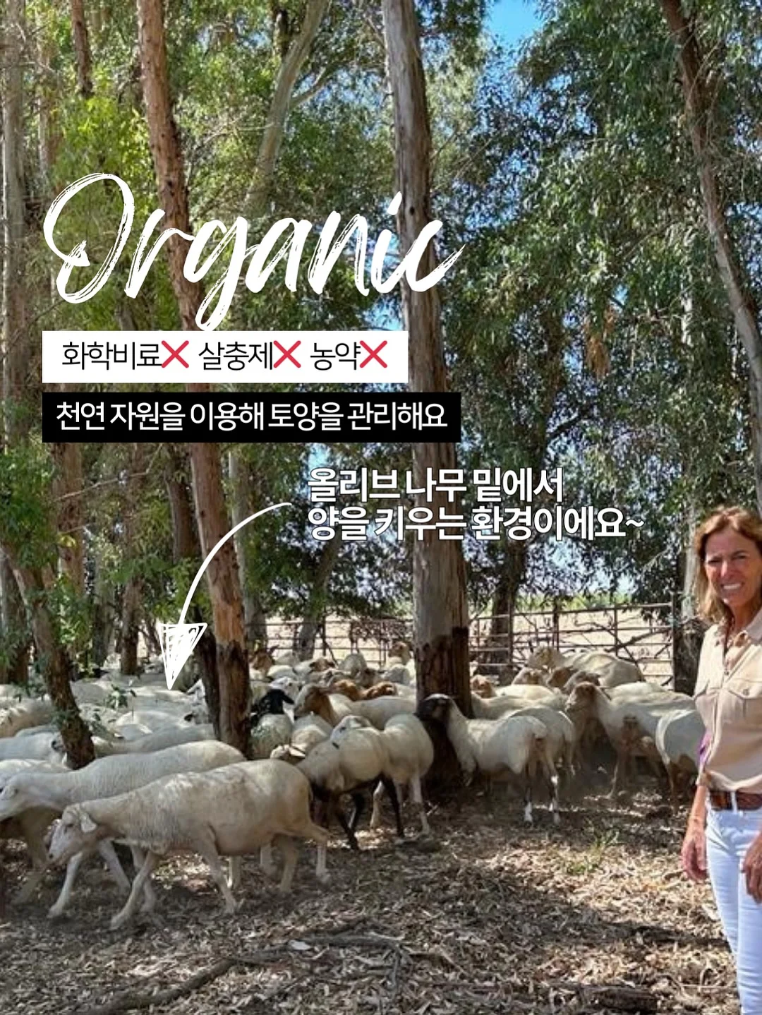 아이스비스킷 의류 7