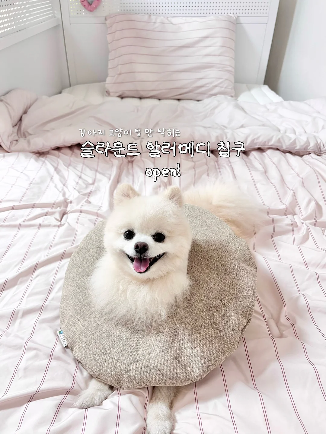 양면백 1