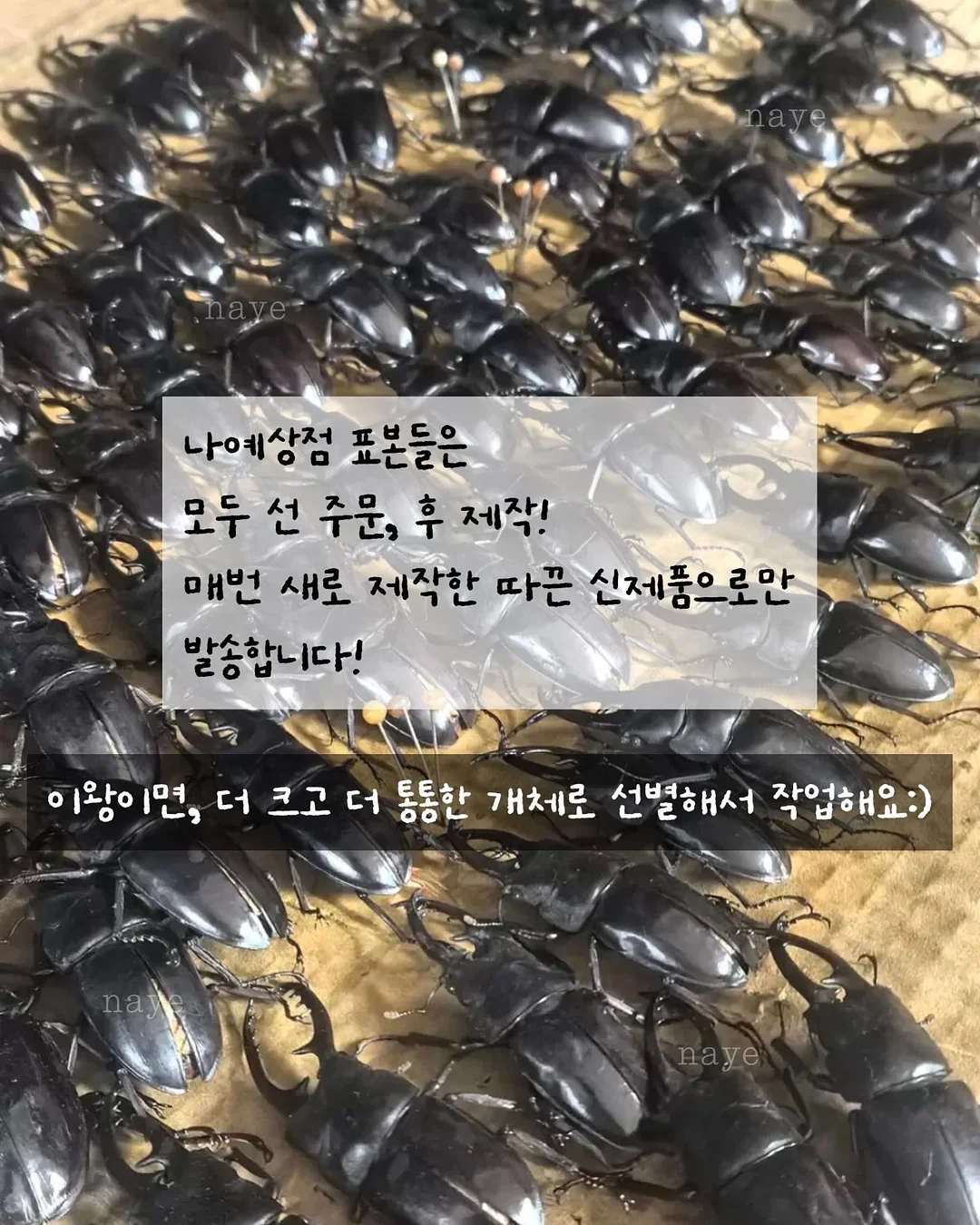 에어피쉬 스포티 벌룬 스코티 2