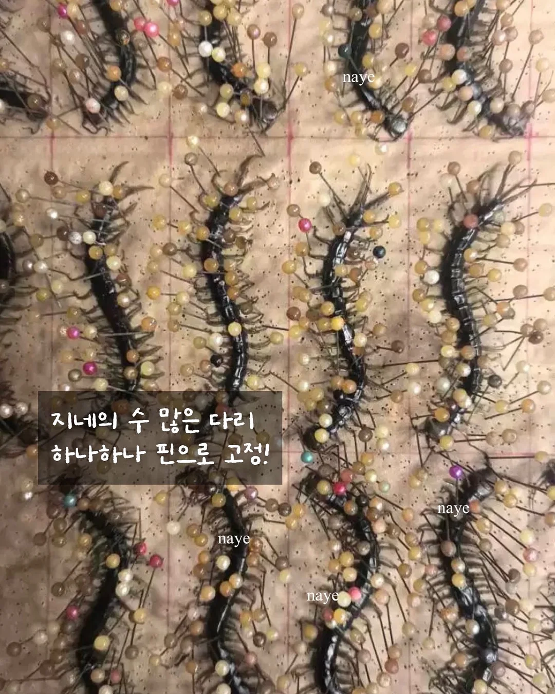 에어피쉬 스포티 벌룬 스코티 3