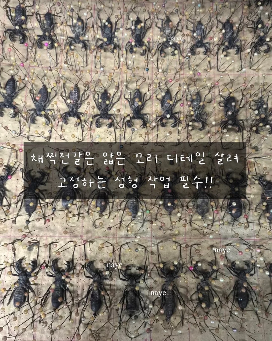 에어피쉬 스포티 벌룬 스코티 4