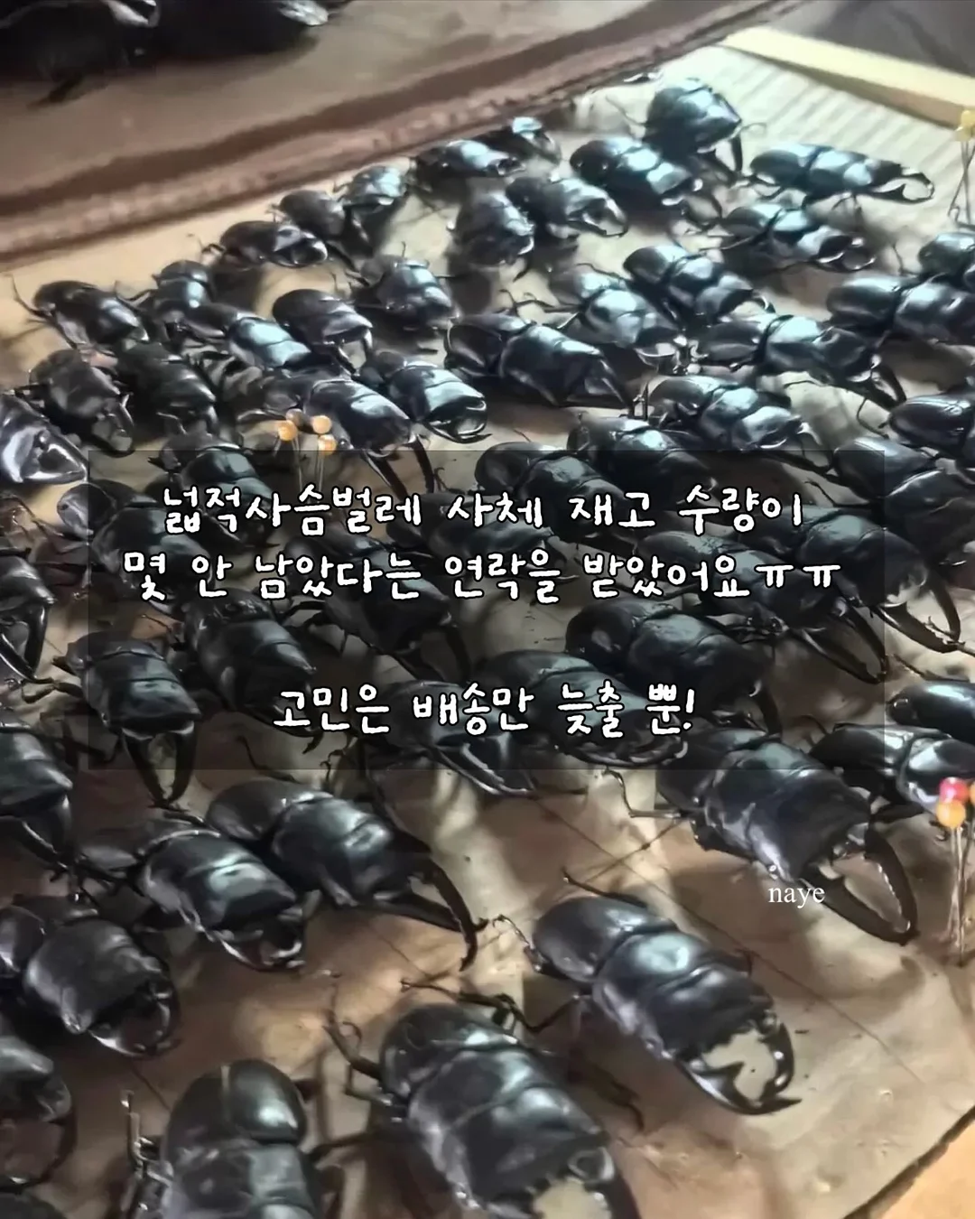 에어피쉬 스포티 벌룬 스코티 5