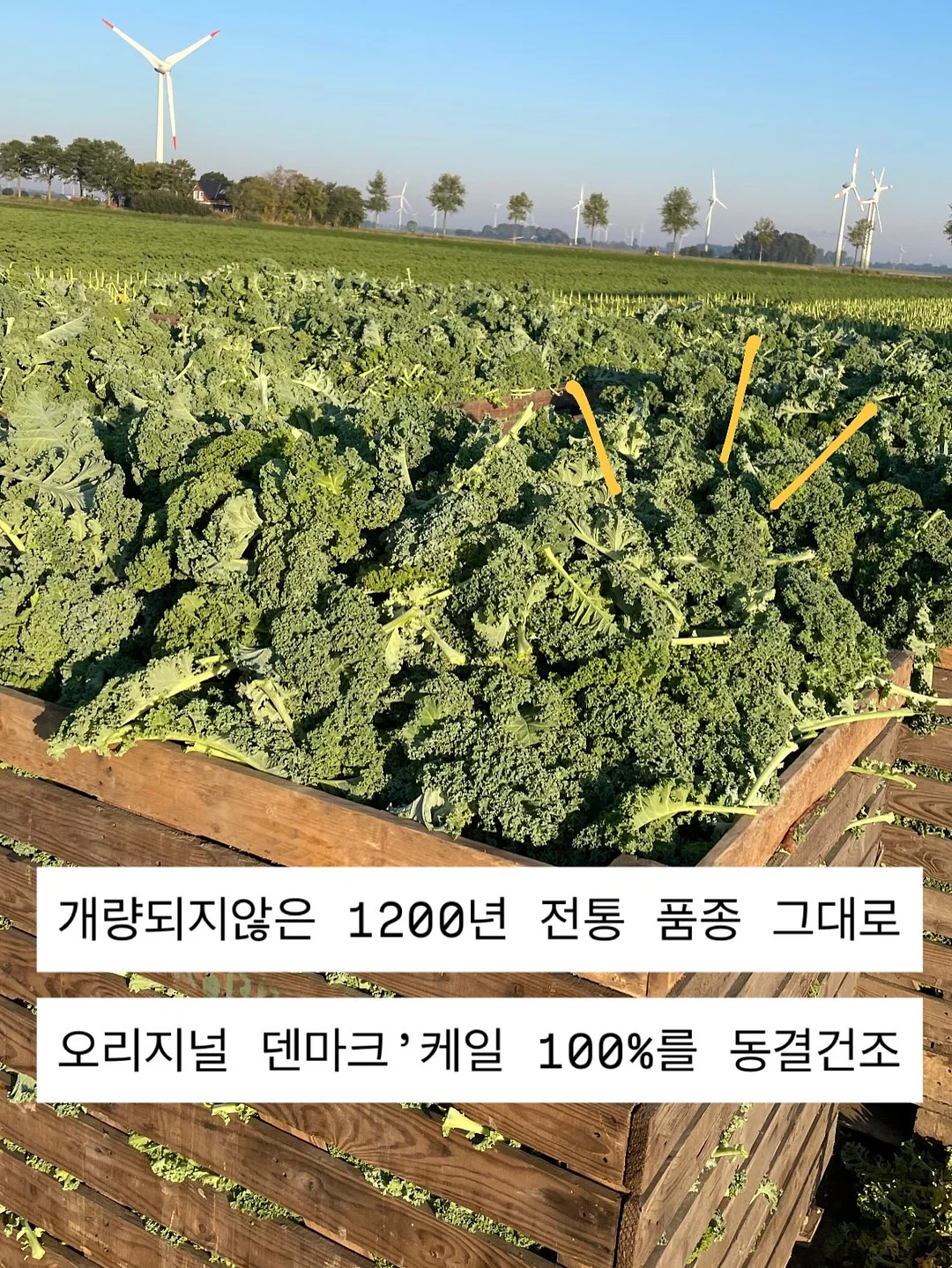 그날에 예민해지는 이유 팬티 18