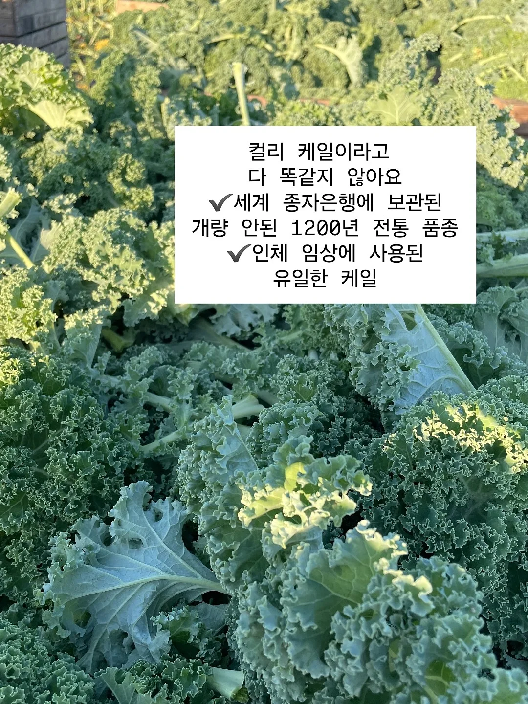마사지기 9