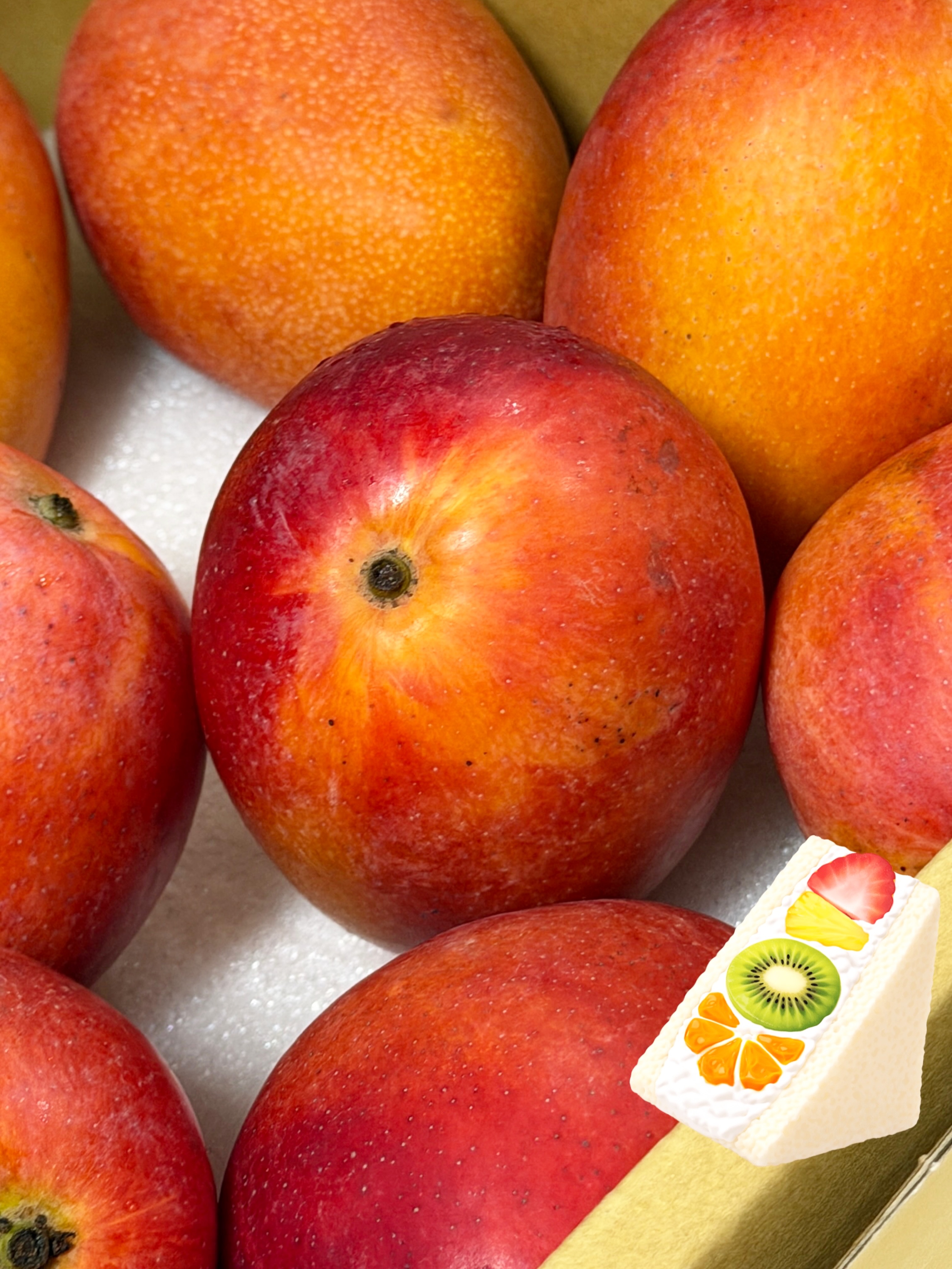 바이젝 우븐스판 머슬 브레이크 쇼츠