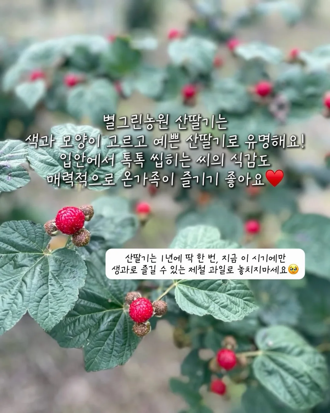 아이에게 읽기를 가르치는 방법 4
