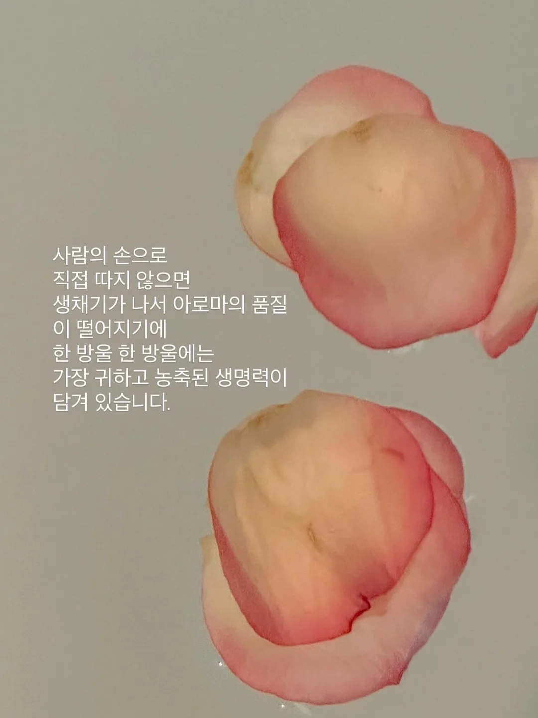 환갑케이크 2