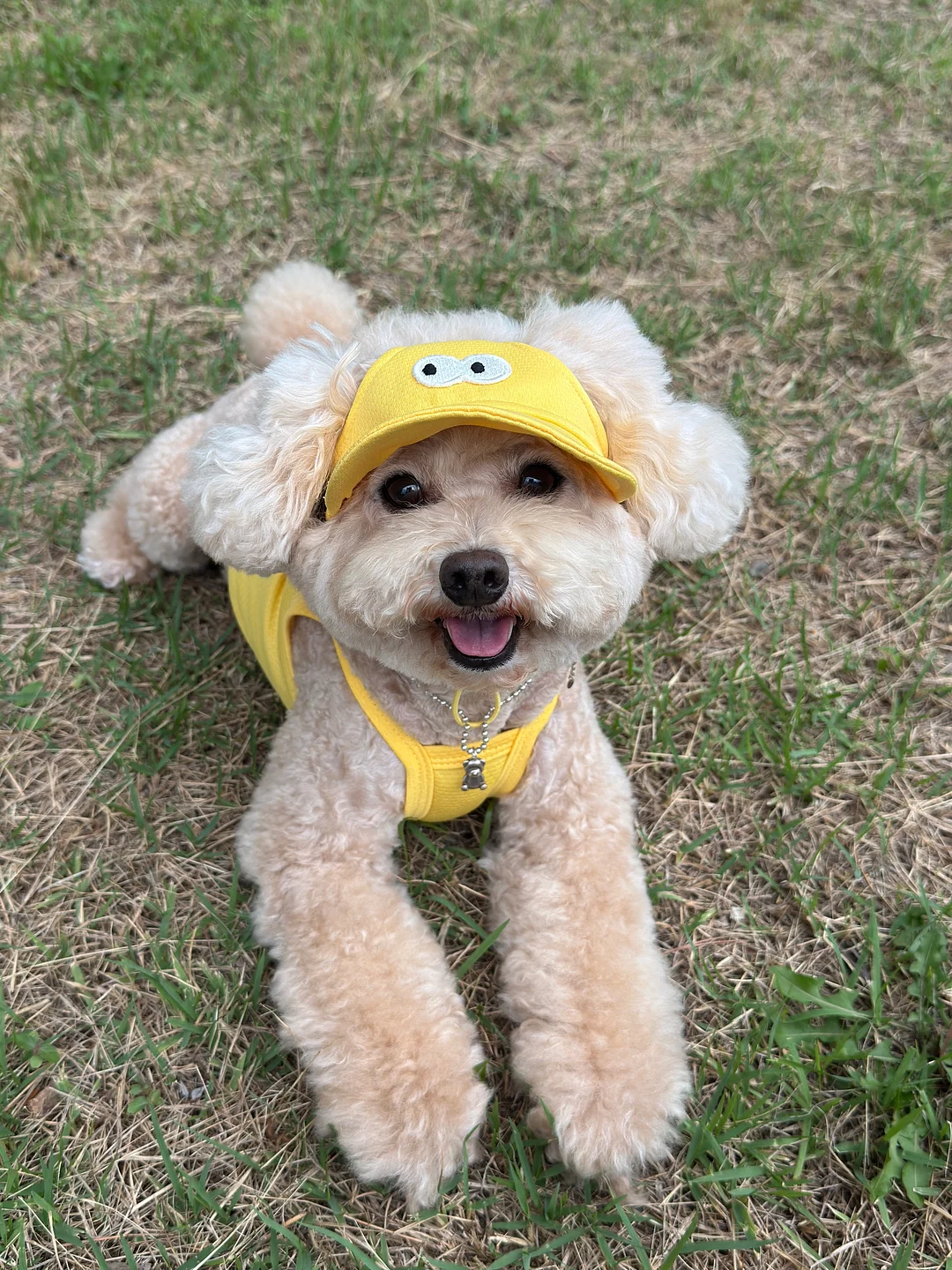 뇌 건강 제품 3