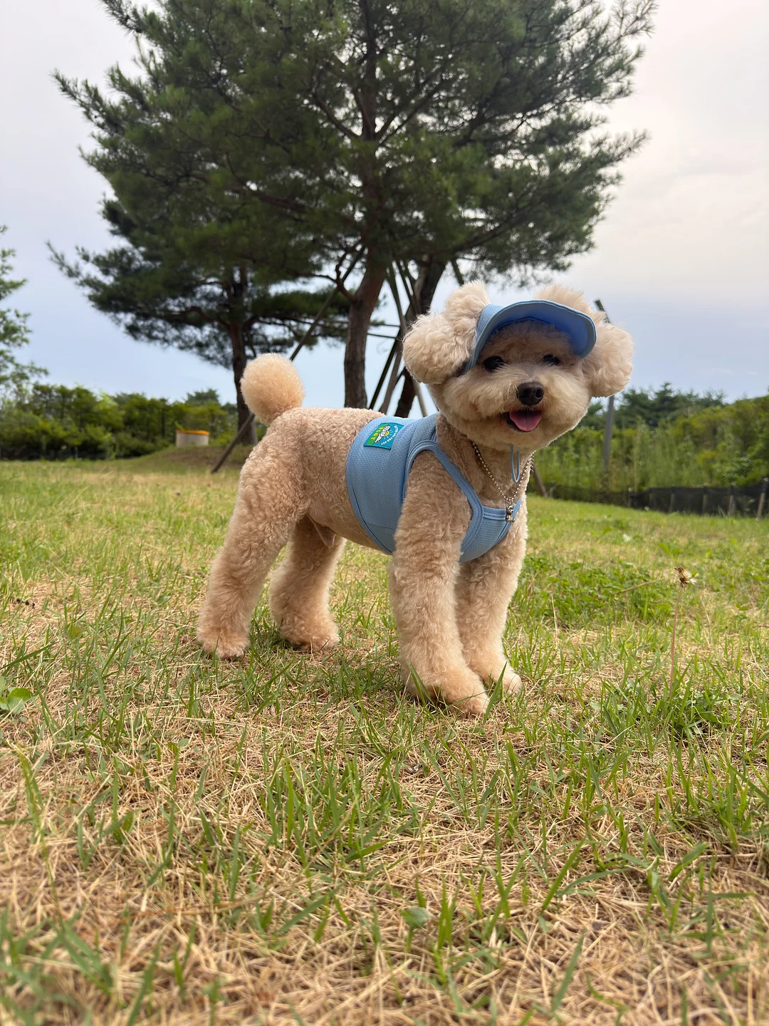뇌 건강 제품 4