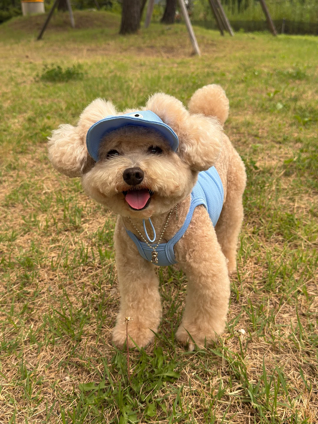 뇌 건강 제품 5