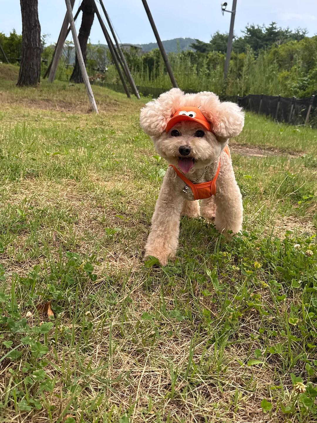 뇌 건강 제품 7