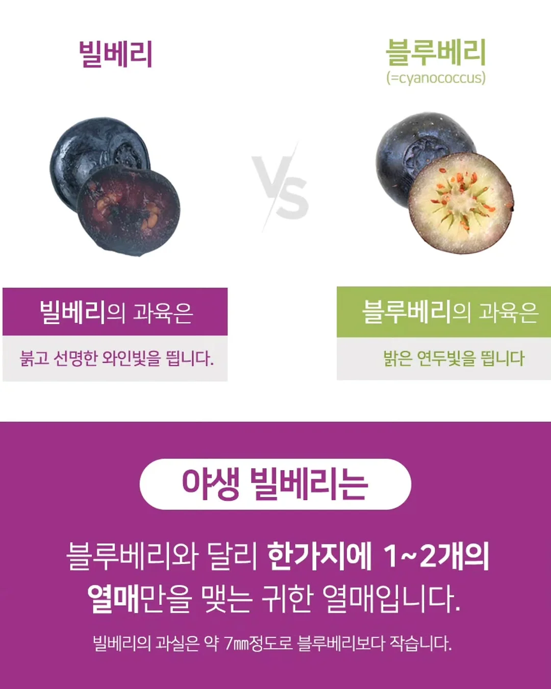 신비복숭아 8