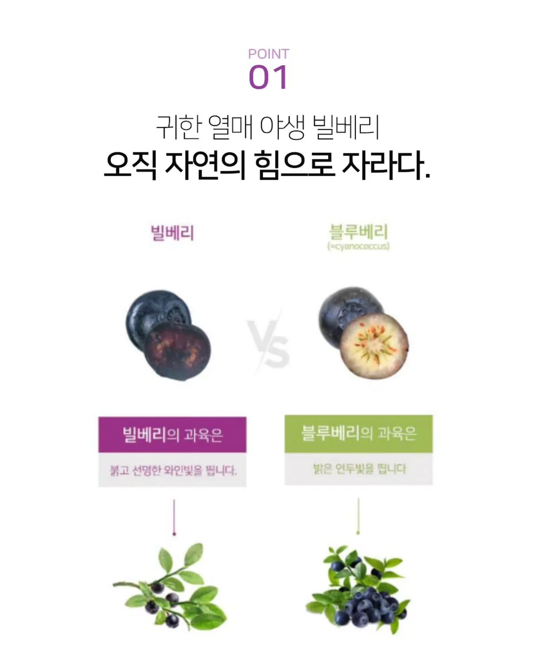 신비복숭아 9