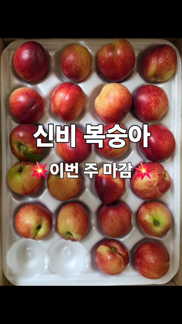 테크니카 마그마 GTX 여성 로우