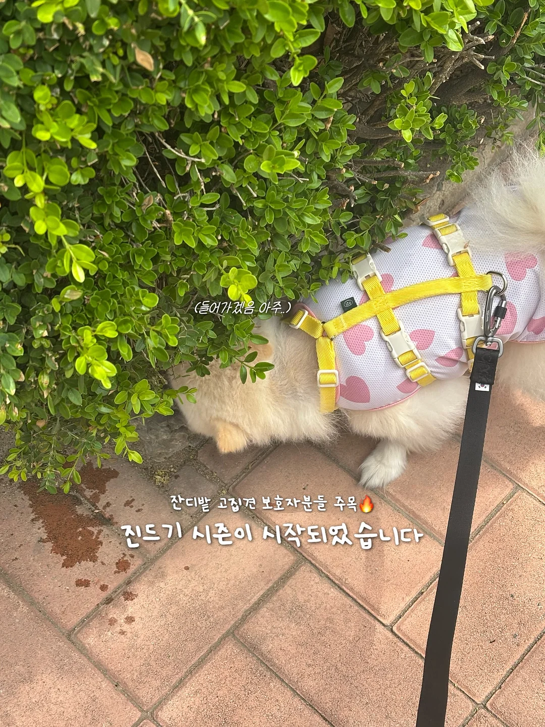 Fairy Wand Tap 카드 케이스 2